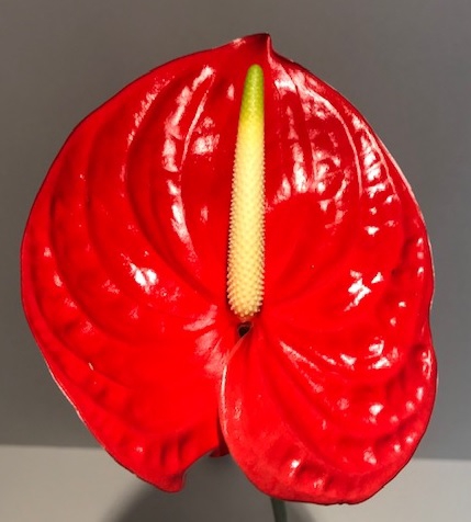Anthurium Red Large 