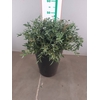 Euca Parvifolia 350