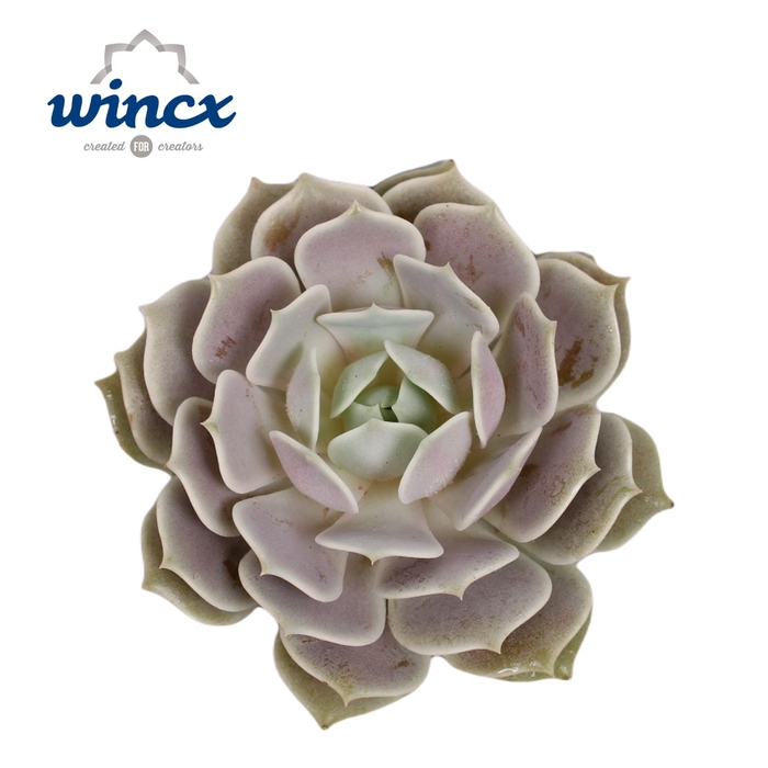 <h4>Echeveria lola cutflower wincx-8cm</h4>