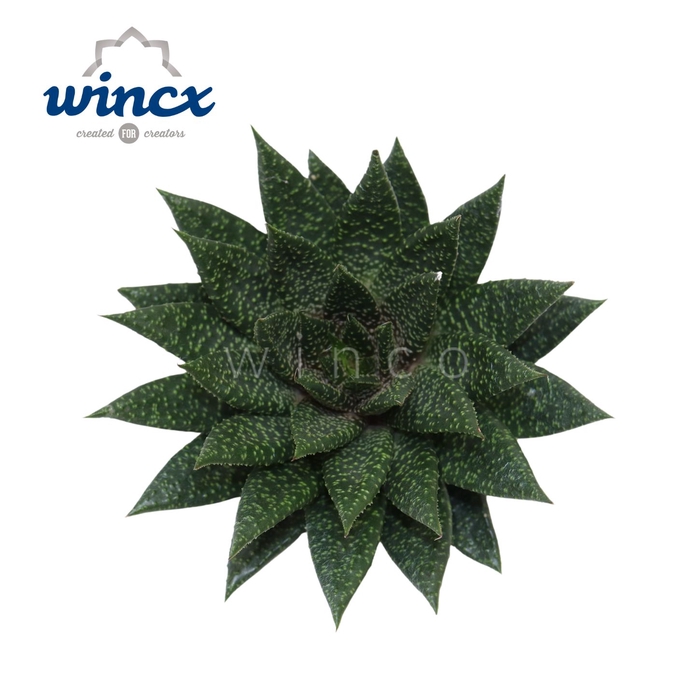 Aloe D Tiga Cutflower Wincx-8cm