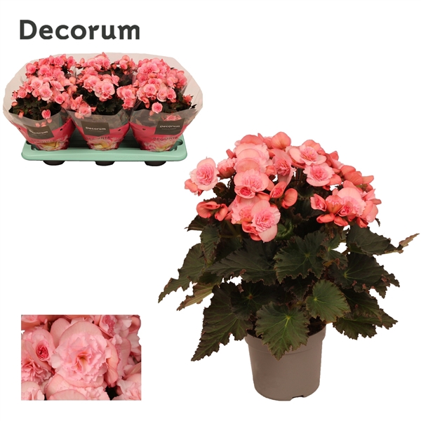 <h4>Begonia ''joy pink'' licht rose 13cm</h4>