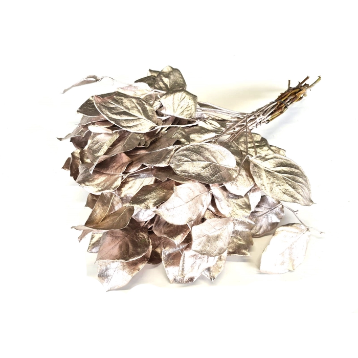 <h4>Salal tips dried per bunch Champagne</h4>