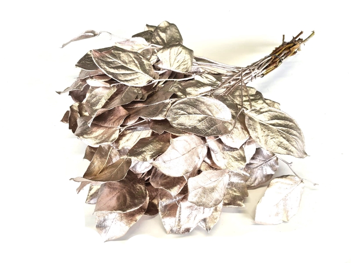 Salal tips dried per bunch Champagne
