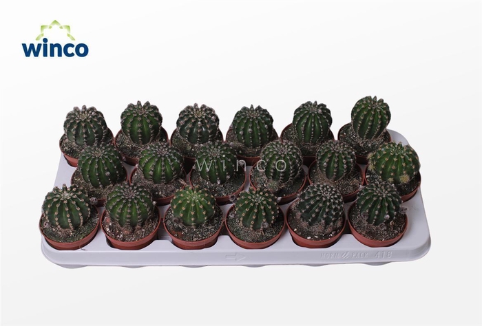 <h4>Cactus Ov</h4>