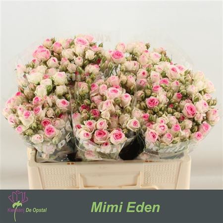 <h4>R Tr Mimi Eden</h4>