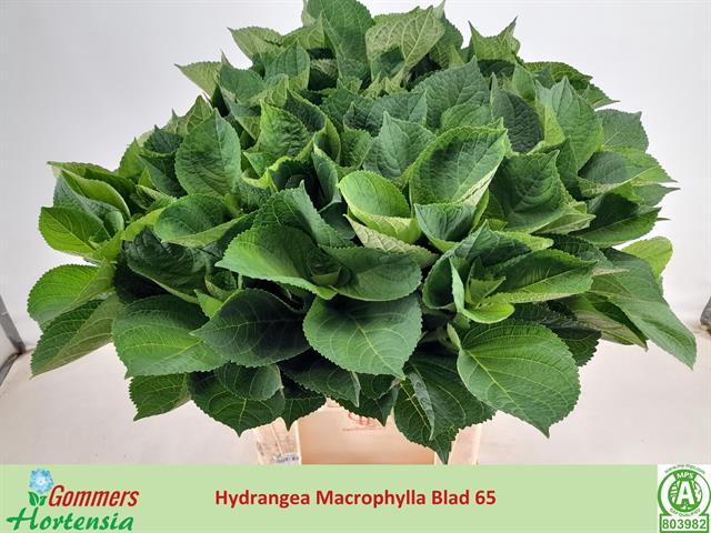 <h4>Hydr Macrophyll Blad</h4>