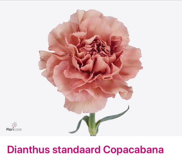 <h4>Dianthus st copacabana</h4>