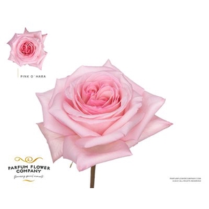 Rosa la garden pink o hara (scented)