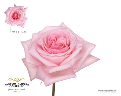 <h4>Rosa la garden pink o hara (scented)</h4>