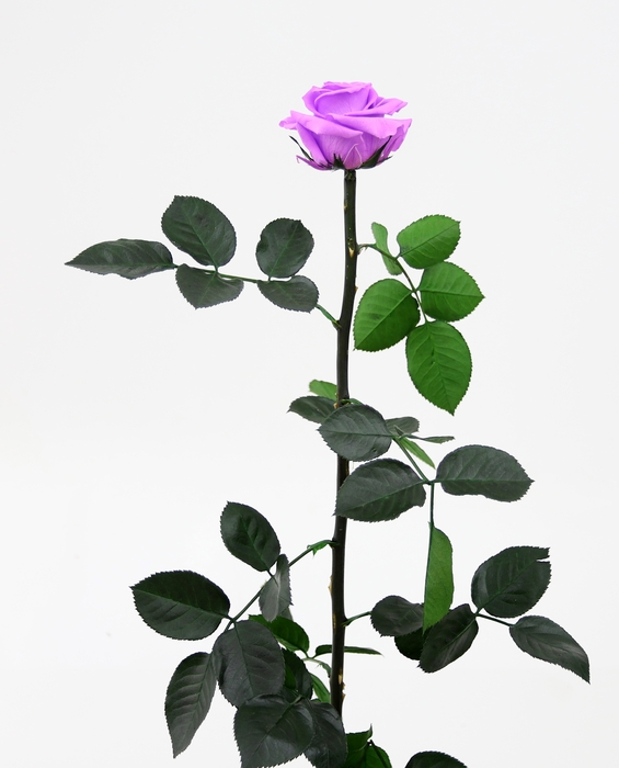 Roos op steel standard Bright lilac