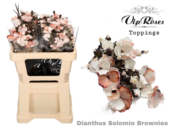 Dianthus st paint solomio brownies