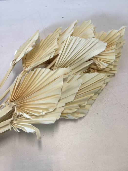 DRIED FLOWERS - PALMSPEAR BLEACHED 15PCS