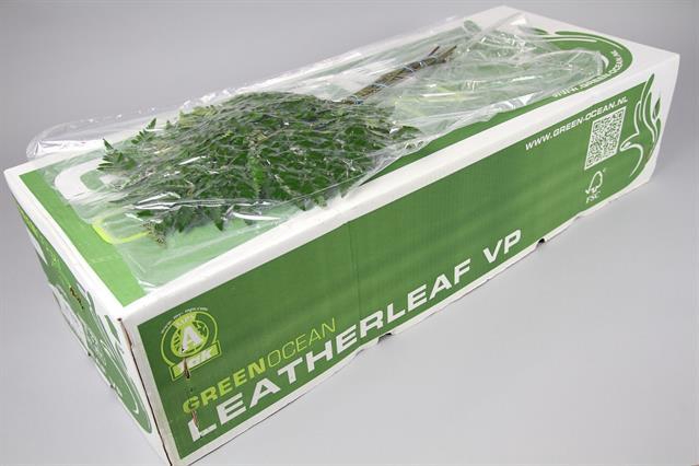 <h4>Leaf leather fern vacuum ITAMIX</h4>