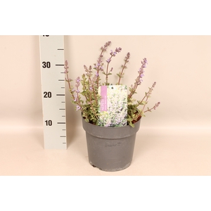 vaste planten 19 cm  Nepeta faassenii Walker`s Low
