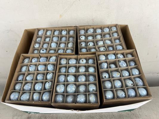 <h4>Egg Quail L.blue Box(60pcs)</h4>