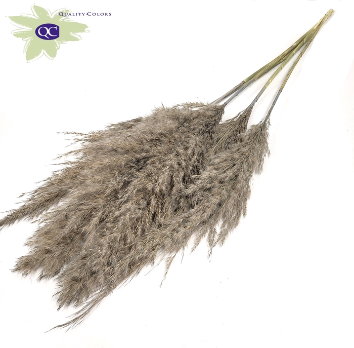 <h4>Pampas grass 100cm 5stems per bunch frosted grey</h4>