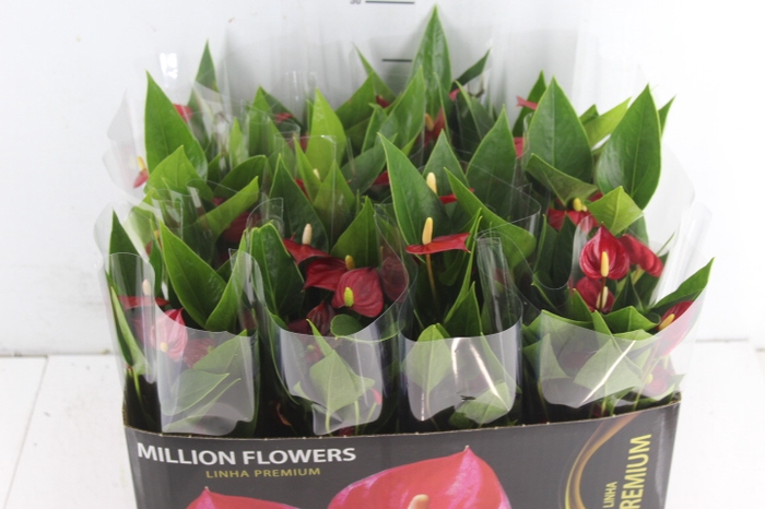 ANTHURIUM MINI MILLION FLOWERS P09