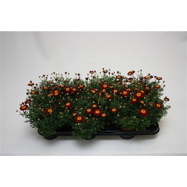 <h4>Argyranthemum frutescens La Rita Red</h4>