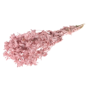 Bidens (carthamus) pink misty