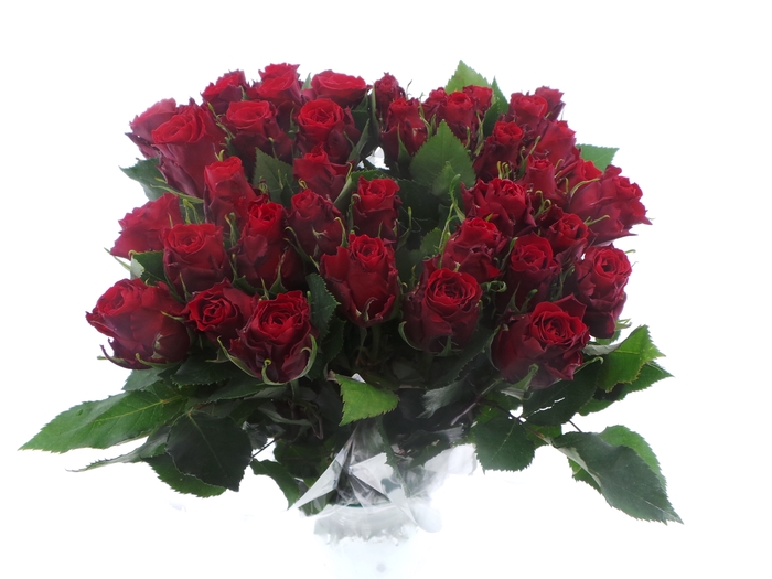 <h4>Bouquet mono rozen rood x10 50cm</h4>
