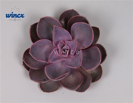Echeveria metallica pearl cutflower wincx-8cm