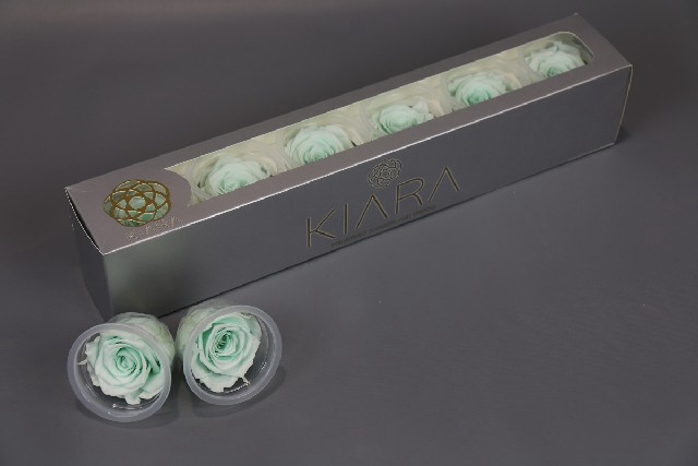 <h4>Preserved rosa minty green</h4>