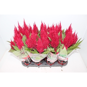 CELOSIA FLAME RED P14