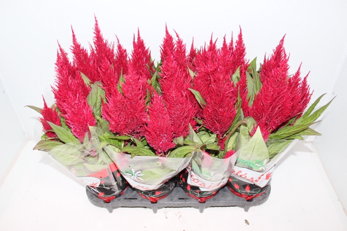 CELOSIA FLAME RED P14