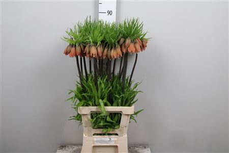 <h4>Fritillaria Imperialis</h4>
