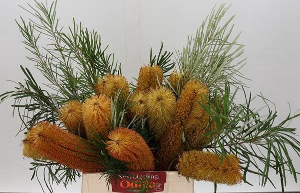 <h4>ZDR BANKSIA COLLINA</h4>