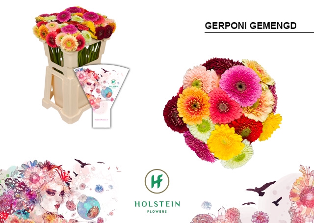<h4>Germini Pomponi Mix in bos Water</h4>
