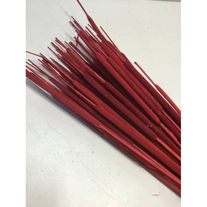 <h4>DRIED FLOWERS - TYPHA MIDDEL ROOD 50PCS</h4>