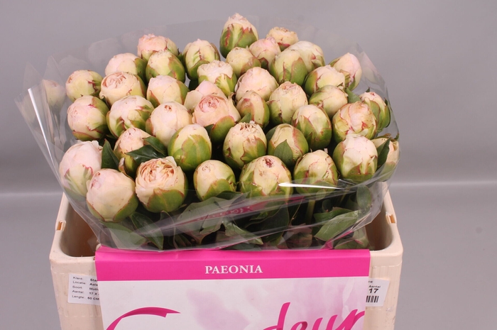<h4>Paeonia Mothers Choice | Heavy Quality</h4>