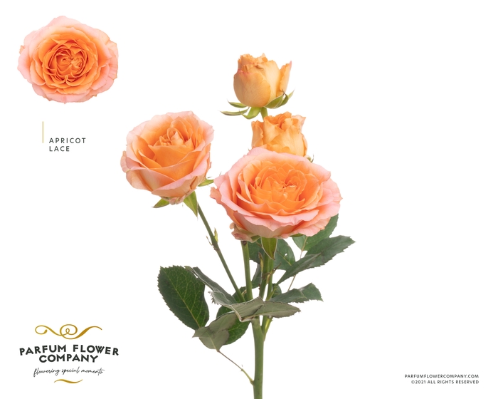 <h4>Rosa Spray Lace Apricot</h4>
