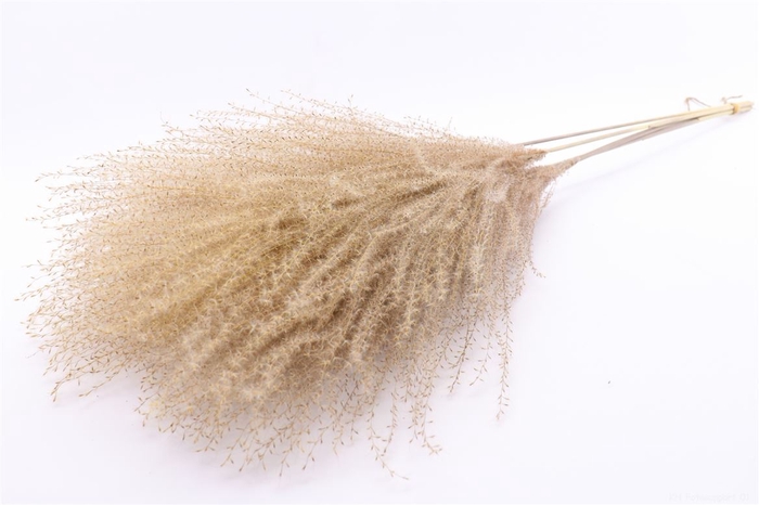 <h4>Dried Stipha Feather 5pcs Xl Natural Bunch</h4>
