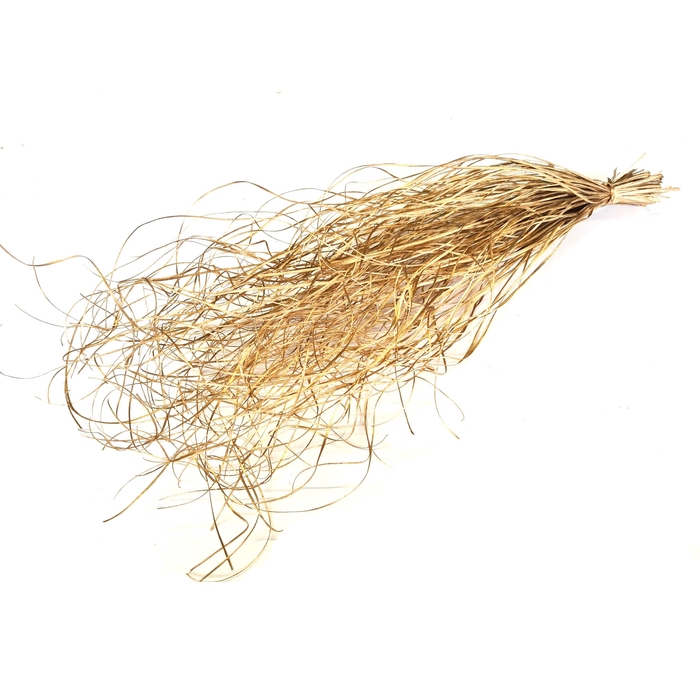 <h4>Beargrass dried per bunch Antique Gold</h4>