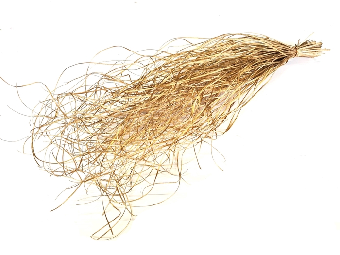 Beargrass dried per bunch Antique Gold