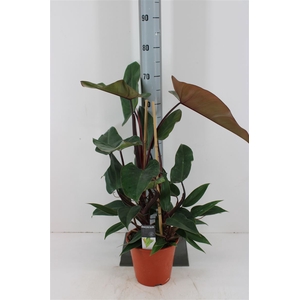 Philodendron Red P19