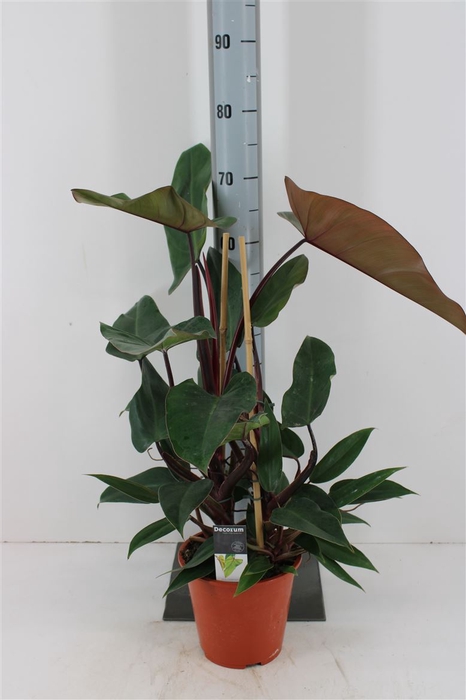 <h4>Philodendron Red P19</h4>