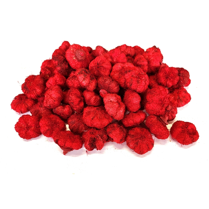 <h4>Paras peepal (500gr in poly) Red</h4>