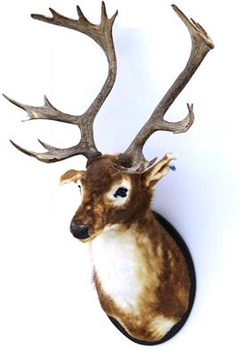Deer Head 138cm Brown/red