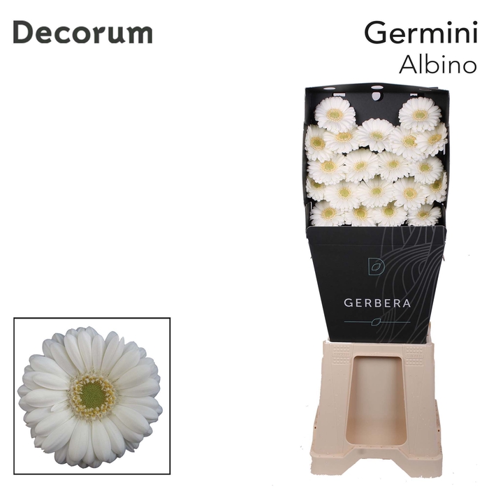 <h4>Germini Albino Diamond</h4>