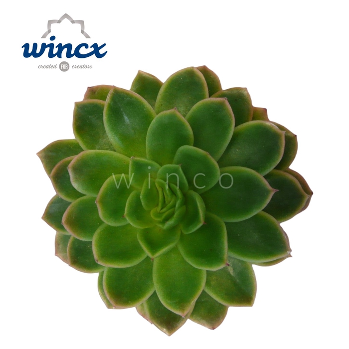 <h4>Echeveria gilva cutflower wincx-8cm</h4>