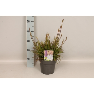 vaste planten 19 cm  Lychnis viscaria Plena  