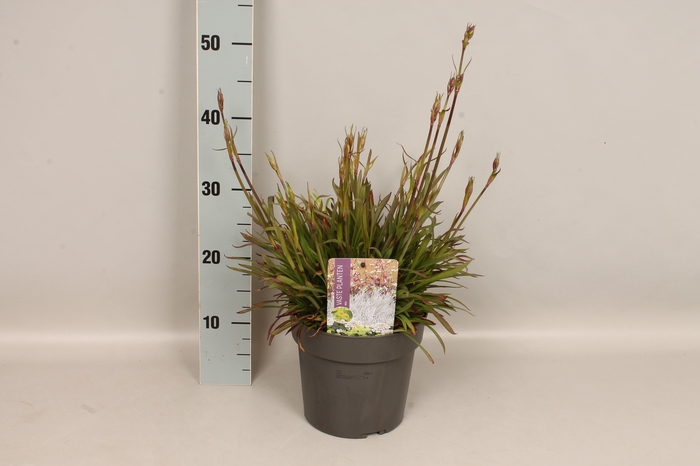 vaste planten 19 cm  Lychnis viscaria Plena 
