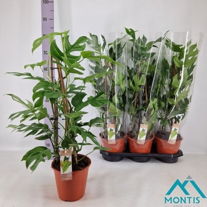 Philodendron Minima 19Ø 85cm
