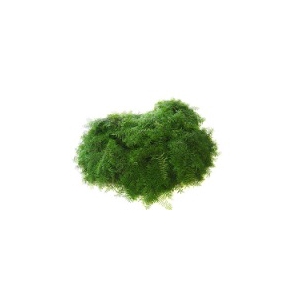 Greens - Coral Fern