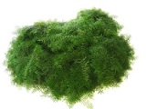 Greens - Coral Fern