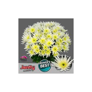 Chrysanthemum spray Delianne White