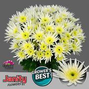 Chrysanthemum spray Delianne White